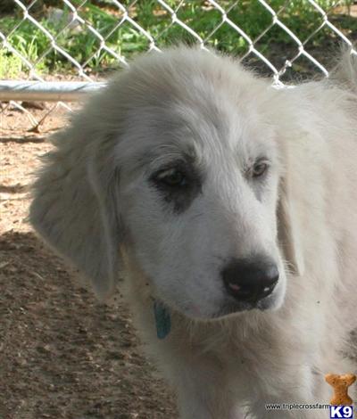 AKC Great Pyrenees puppies