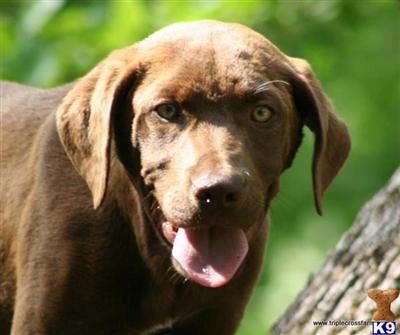 brown Lab mix