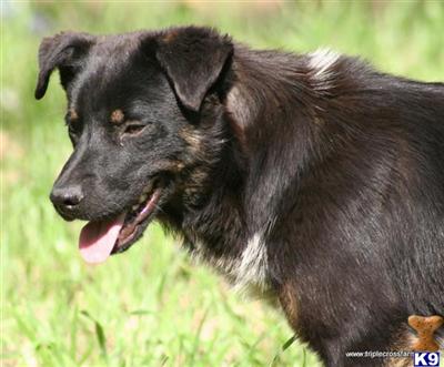 Timon
