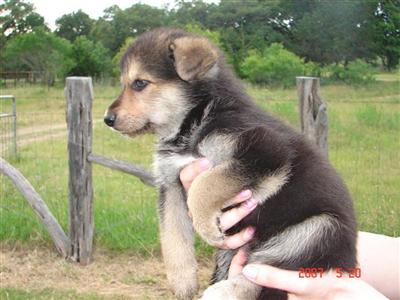 German Shepherd Pups 