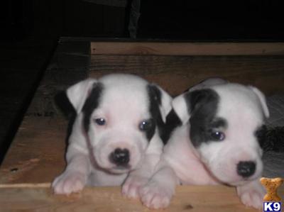 english staffordshire bull terriers