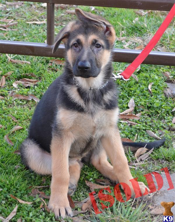 www.strongheartedbreeders.com German Shepherd Puppies 100 percent German