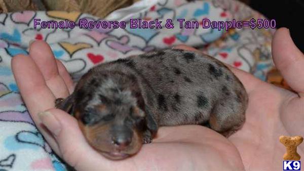 RARE COLOR MINITURE DACHSHUND