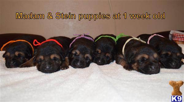 www.strongheartedbreeders.com 100 Percent German Bloodlines Puppies