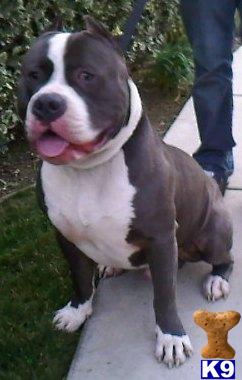 studbubba.com