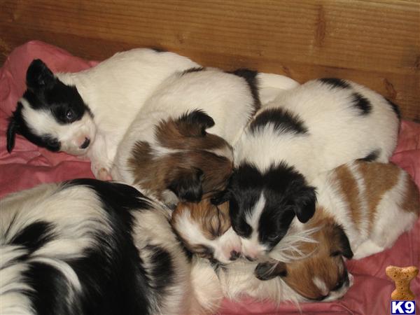 A K C    5   beautiful  papillon puppies