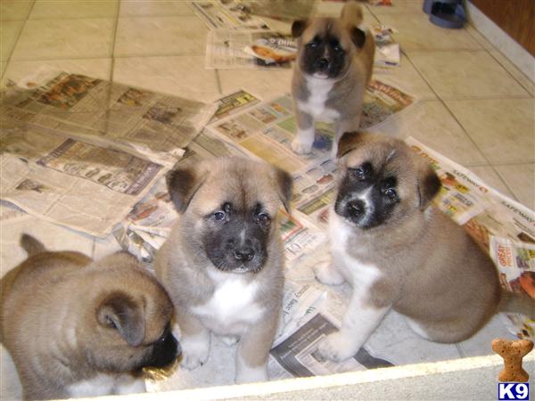 Akta Puppies