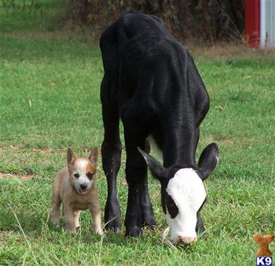 K9Stud
