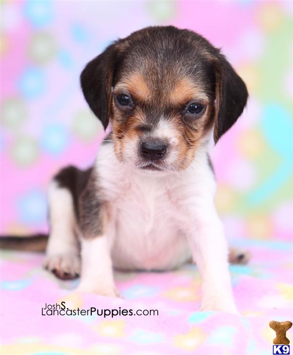 Johnny, Male $350 Shipping Available