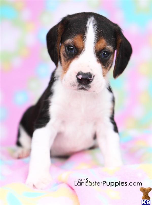 Jack, Male $350 Shipping Available