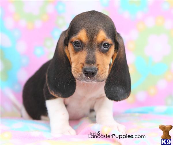 Nacho, Male $350 Shipping Available