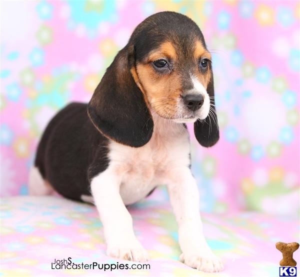 Nickie, Female $400 Shipping Available