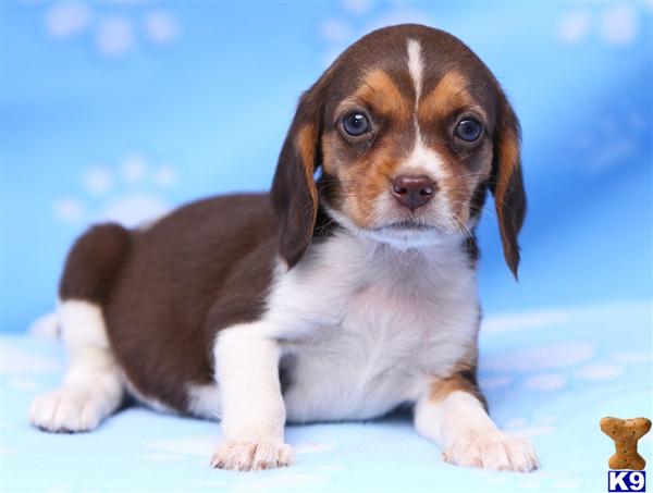 Harmony, Female $500 Shipping Available