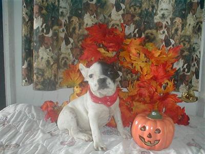 AKC FRENCH BULLDOG