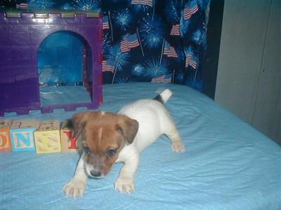 Micro Mini Jack Russell