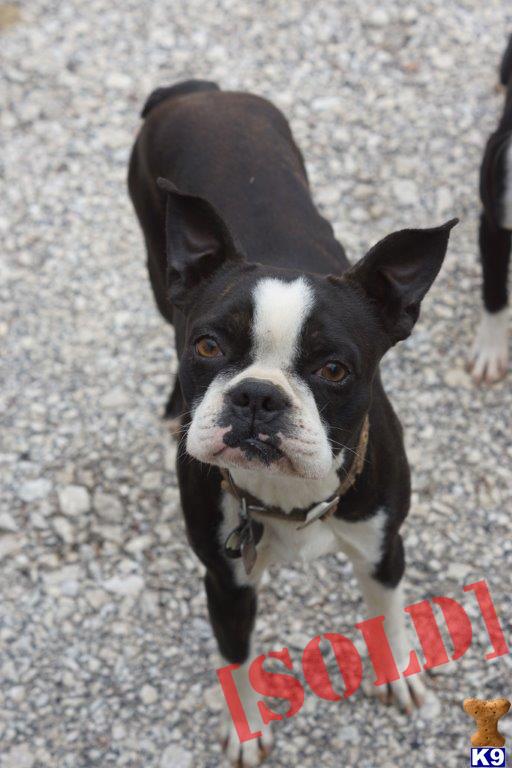 boston terrier puppies for sale in illinois boston terrier puppies for sale k9stud design bild boston terrier puppies for sale in illinois boston terrier puppies for sale k9stud design bild