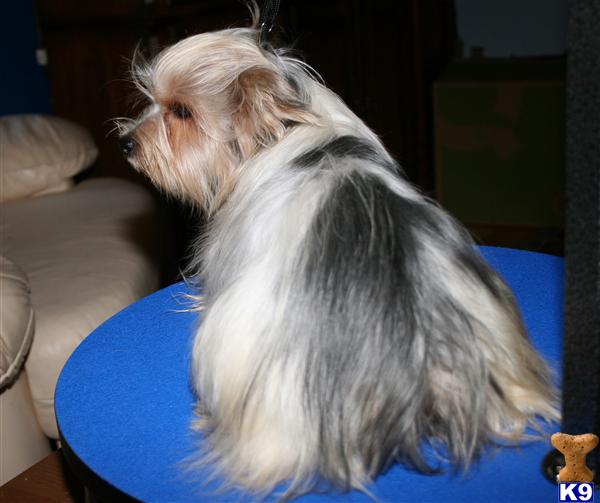 Noodle  AKC Parti Yorkie