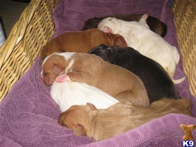9 week old puppies