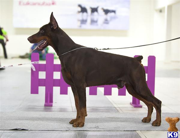 Most titled European Dobermans in the US, quality breeding