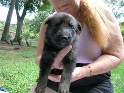 German Shepherd Puppies