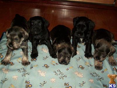 CKC Mini Schnauzer Puppies 