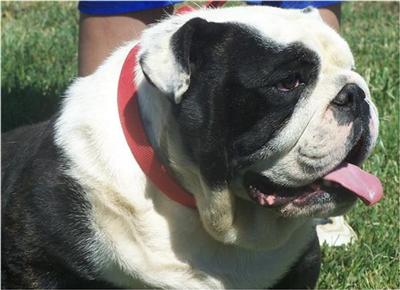 RARE Black and White English Bulldog 4 STUD