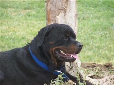 Awesome Strong AKC Registered German Rott 4 Stud