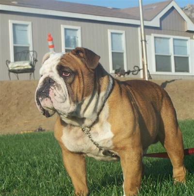 Champion Sired Stud - Bosco