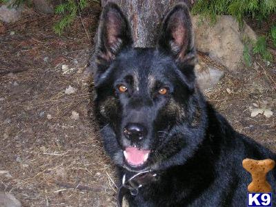 Ork Vom Stahlfang