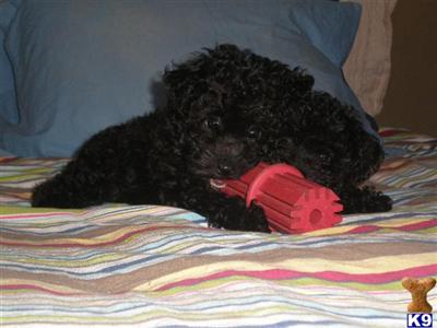 Toy Poodle Puppies Male