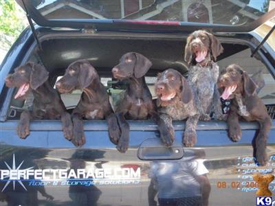 Excellent German Wirehaired pointers