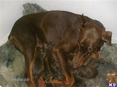 akc/aca reg.euro./us champion lines