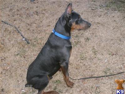 akc reg.american/euro. champion bloodlines
