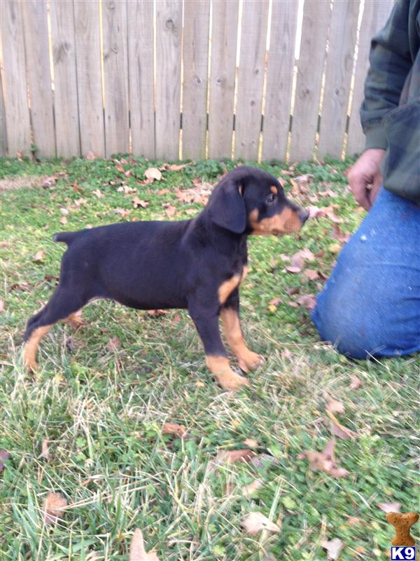 AkC Amer./Euro champs blooded