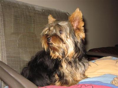 Yorkie Male