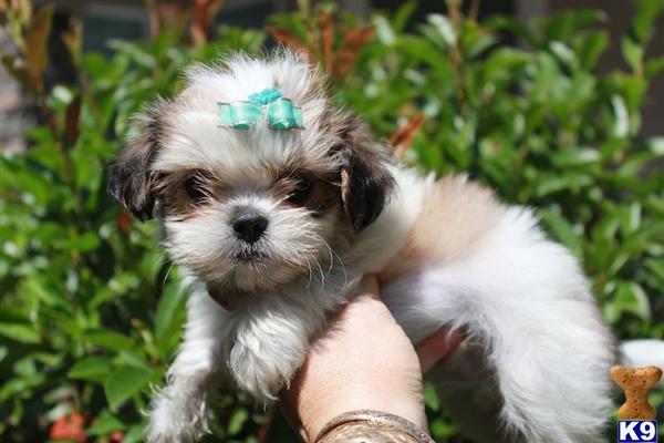 Top Quality Shih Tzu puppies
