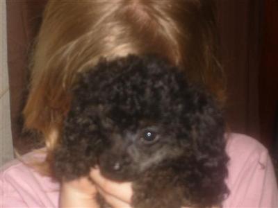 poodle puppy for sale
