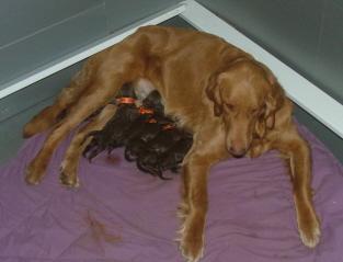 Premium F1b Goldendoodle Puppies