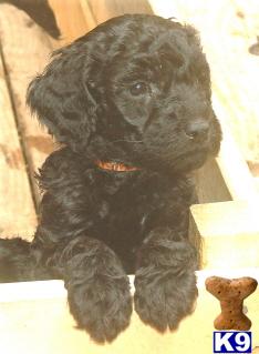 Premium F1b Goldendoodle Puppies