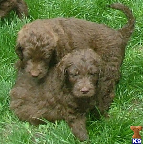 Premium  F1 and F1b Goldendoodle Puppies