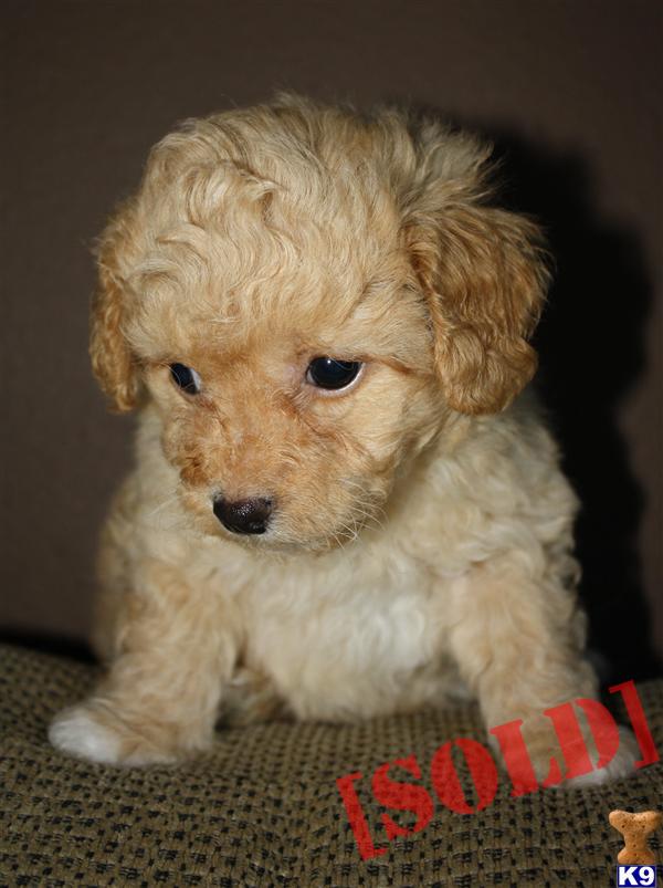 maltipoo puppies for sale ny lhasa poo puppies island breeds picture maltipoo puppies for sale ny lhasa poo puppies island breeds picture