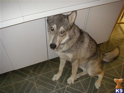 koda