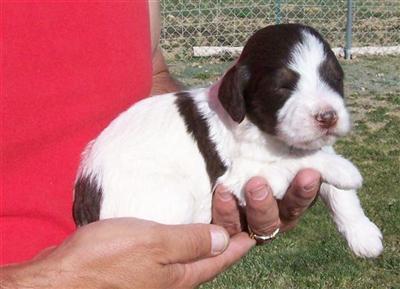 Darling Parti F1B Labradoodle Puppies