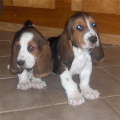 AKC  ACA REGISTERED BASSET PUPPIES FOR SALE