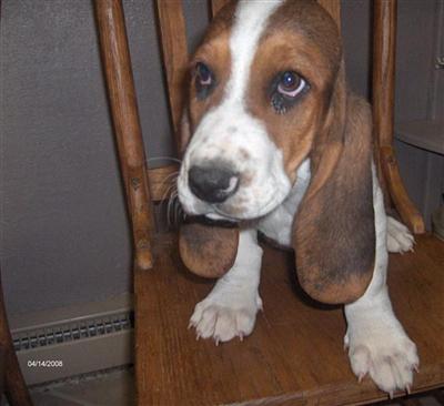 Basset puppies for sale