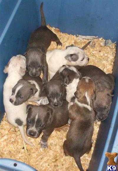 ADBA pups, blue bully pups