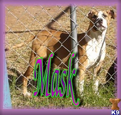 ADBA registered pit pups~ Ready Now
