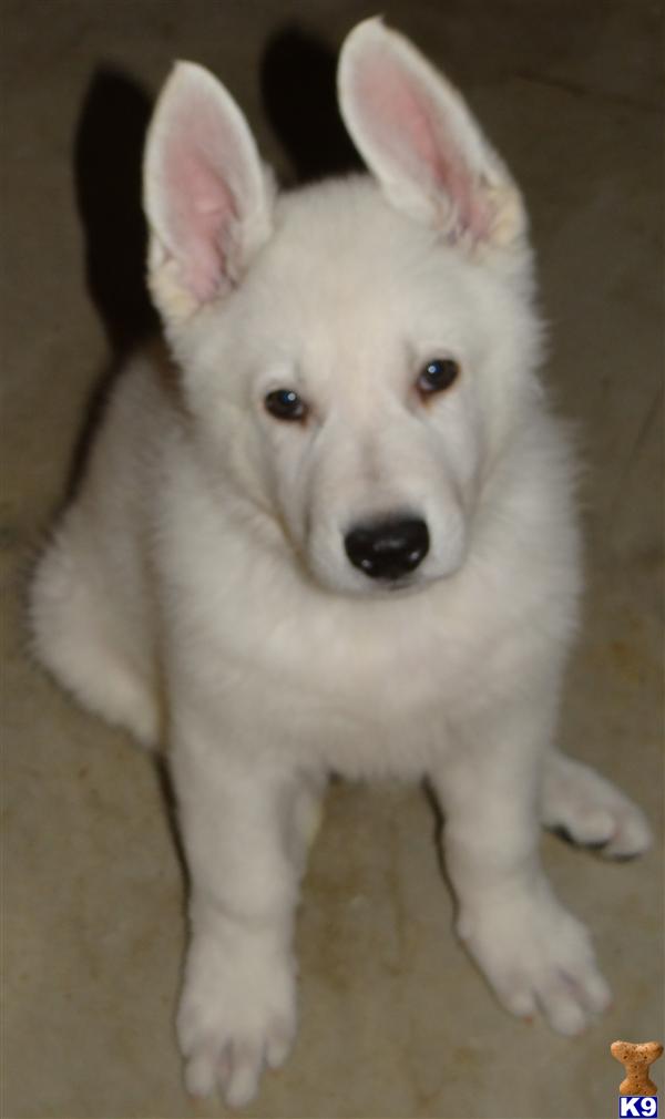 german shepherd puppies missouri document moved german shepherd puppies missouri document moved