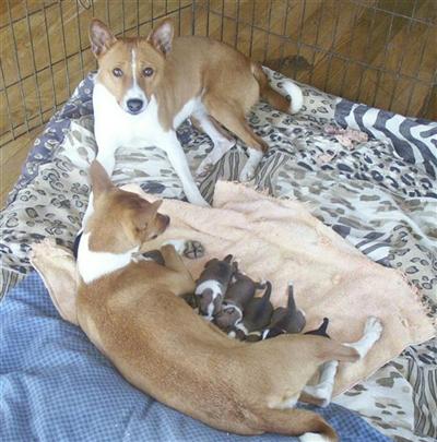 Basenji pups from Champions