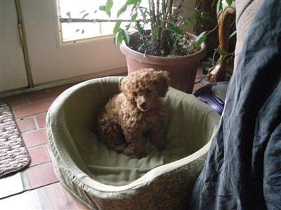 AKC TOY POODLE RED FEMALE_
